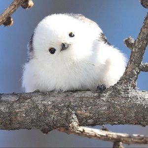 Meet your Posher, Freda